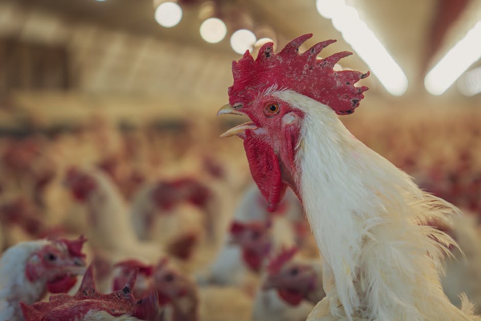 Deadly Bird Flu Variant H7N9 Spreads to Humans in Five Countries as CDC Issues International Travel Advisory